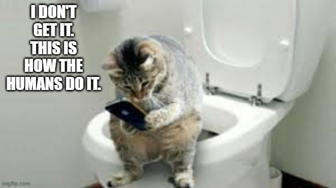 Cat tries to go to the bathroom like a human.  - funny - | I DON'T GET IT. THIS IS HOW THE HUMANS DO IT. | image tagged in cats,funny,kittens,humor,toilet | made w/ Imgflip meme maker