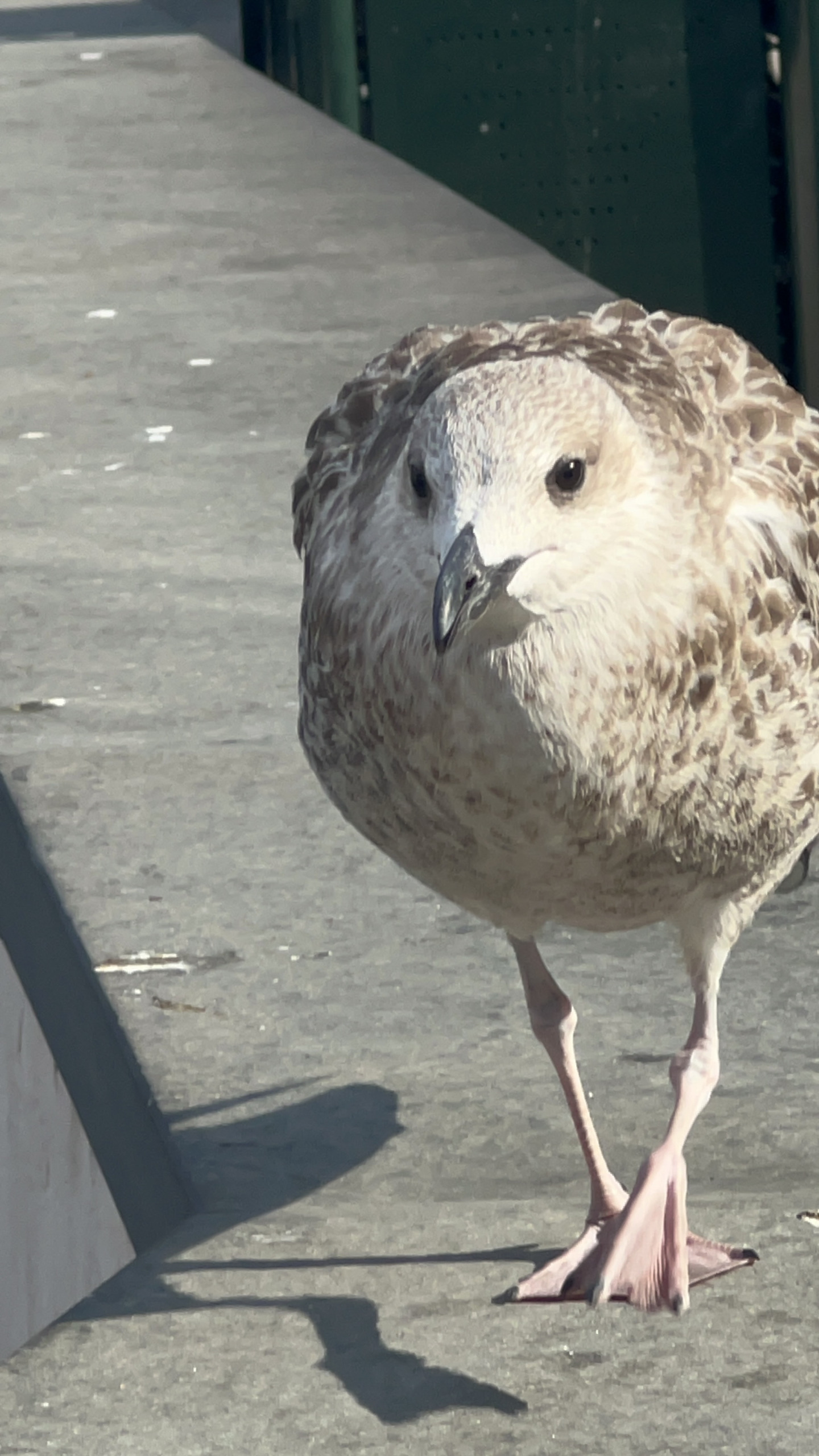 Mr. Seagull Blank Meme Template