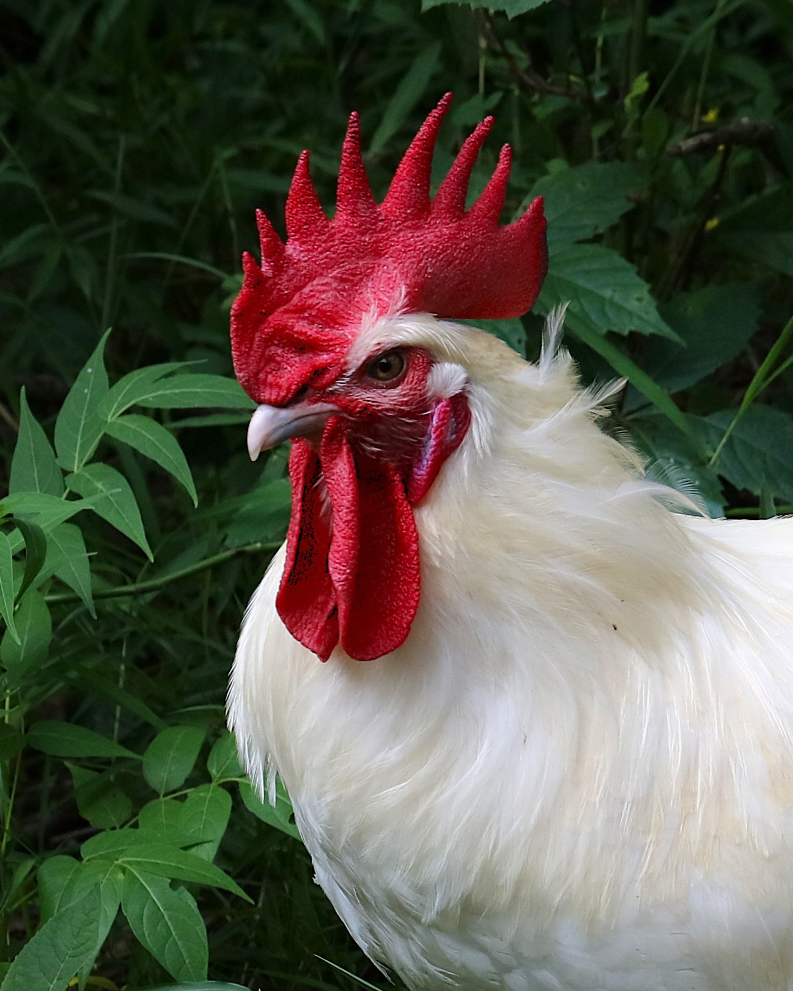 Chicken thoughts... Blank Meme Template