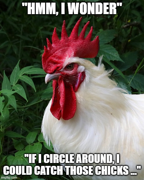 Chicken thoughts... | "HMM, I WONDER"; "IF I CIRCLE AROUND, I COULD CATCH THOSE CHICKS ..." | image tagged in chicken thoughts | made w/ Imgflip meme maker