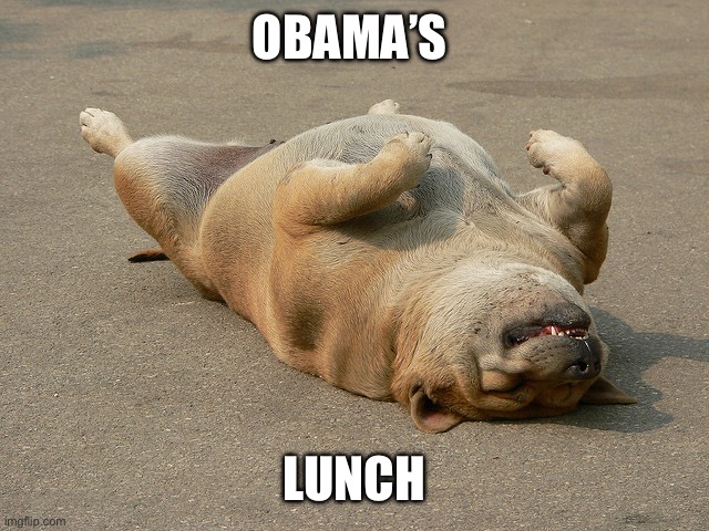 Dog Playing Dead | OBAMA’S LUNCH | image tagged in dog playing dead | made w/ Imgflip meme maker