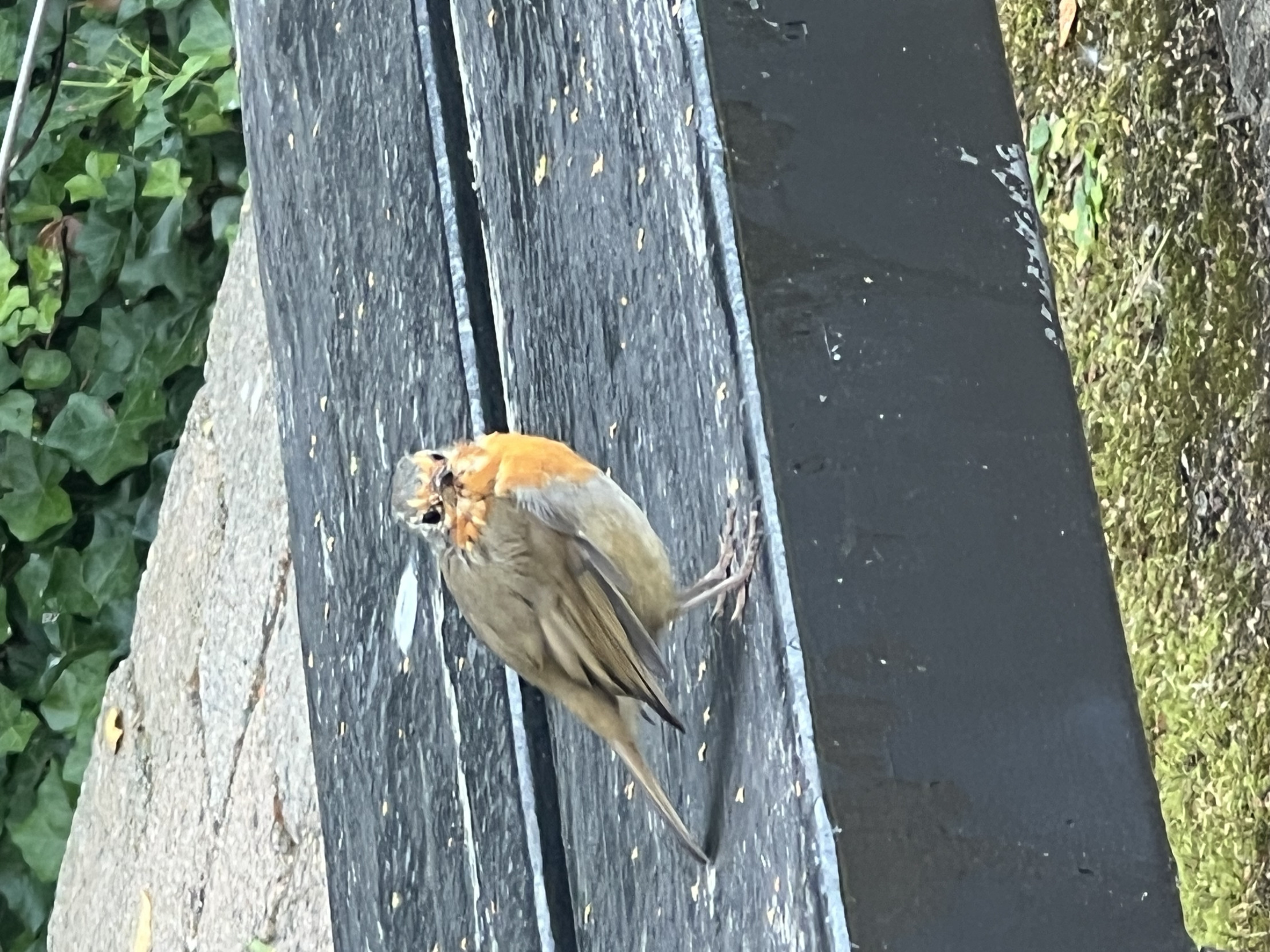 Robin looking Blank Meme Template