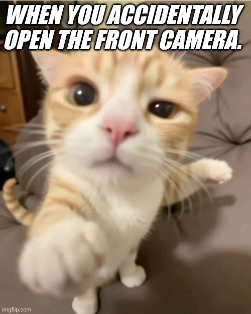 "Front Cam Cat" | WHEN YOU ACCIDENTALLY OPEN THE FRONT CAMERA. | image tagged in pov,funny cat memes | made w/ Imgflip meme maker