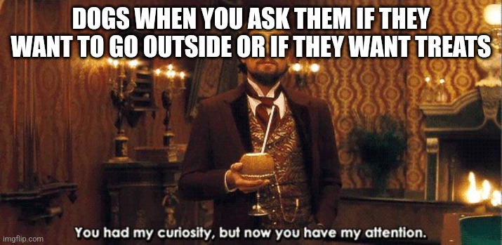 You had my curiosity, but now you have my attention | DOGS WHEN YOU ASK THEM IF THEY WANT TO GO OUTSIDE OR IF THEY WANT TREATS | image tagged in you had my curiosity but now you have my attention | made w/ Imgflip meme maker