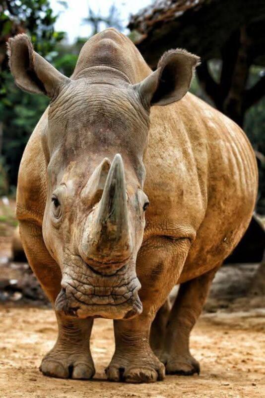 Rhino Blank Meme Template