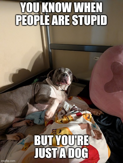 DAWGIE ☺️? | YOU KNOW WHEN PEOPLE ARE STUPID; BUT YOU'RE JUST A DOG | image tagged in you know when dawg | made w/ Imgflip meme maker