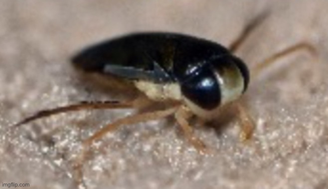 bug | image tagged in bubg | made w/ Imgflip meme maker