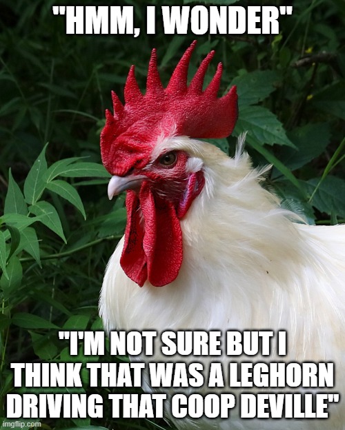 Chicken Thoughts | "HMM, I WONDER"; "I'M NOT SURE BUT I THINK THAT WAS A LEGHORN DRIVING THAT COOP DEVILLE" | image tagged in chicken thoughts | made w/ Imgflip meme maker