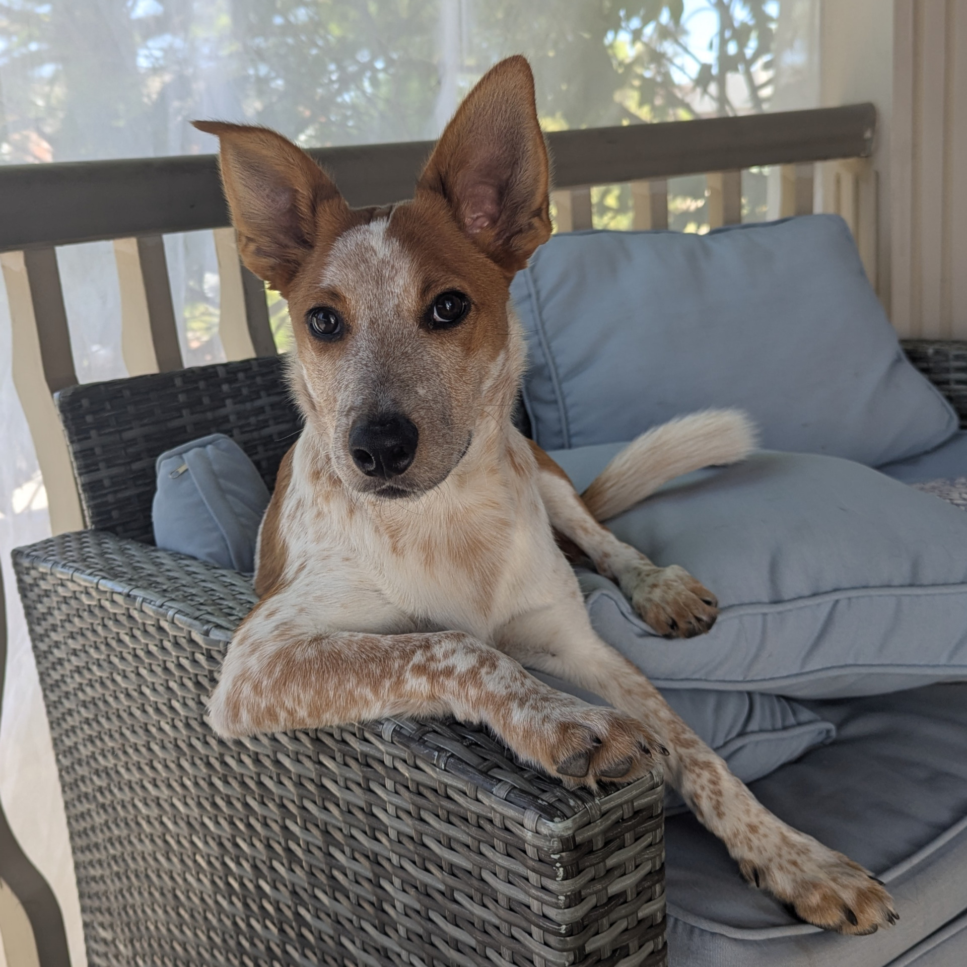 Dos Equis dog Blank Meme Template