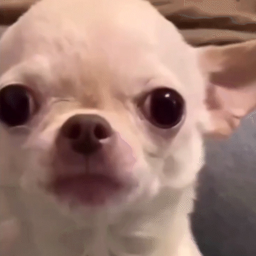EvilDog Blank Meme Template