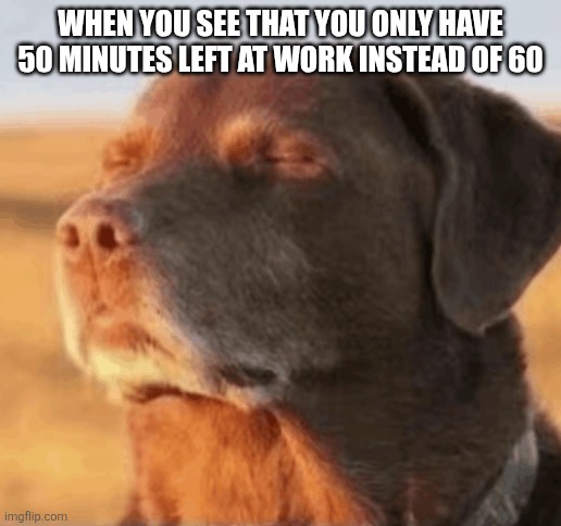 Chill Dog | WHEN YOU SEE THAT YOU ONLY HAVE 50 MINUTES LEFT AT WORK INSTEAD OF 60 | image tagged in chill dog | made w/ Imgflip meme maker