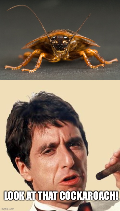 Cockaroach | LOOK AT THAT COCKAROACH! | image tagged in cockroach,tony montana | made w/ Imgflip meme maker