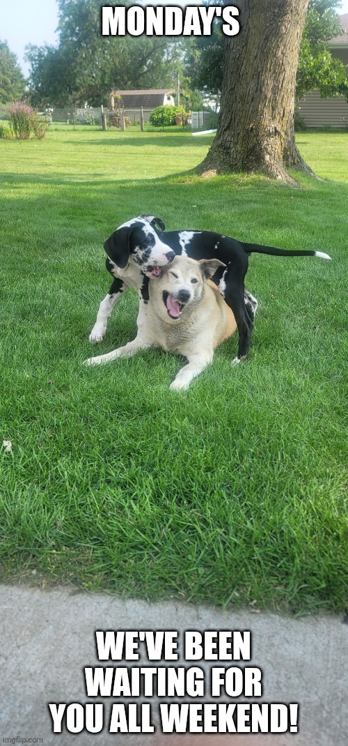 Monday's | MONDAY'S; WE'VE BEEN WAITING FOR YOU ALL WEEKEND! | image tagged in dog fun | made w/ Imgflip meme maker