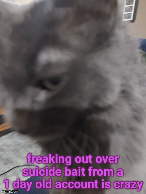 32's Cat | freaking out over suicide bait from a 1 day old account is crazy | image tagged in 32's cat | made w/ Imgflip meme maker