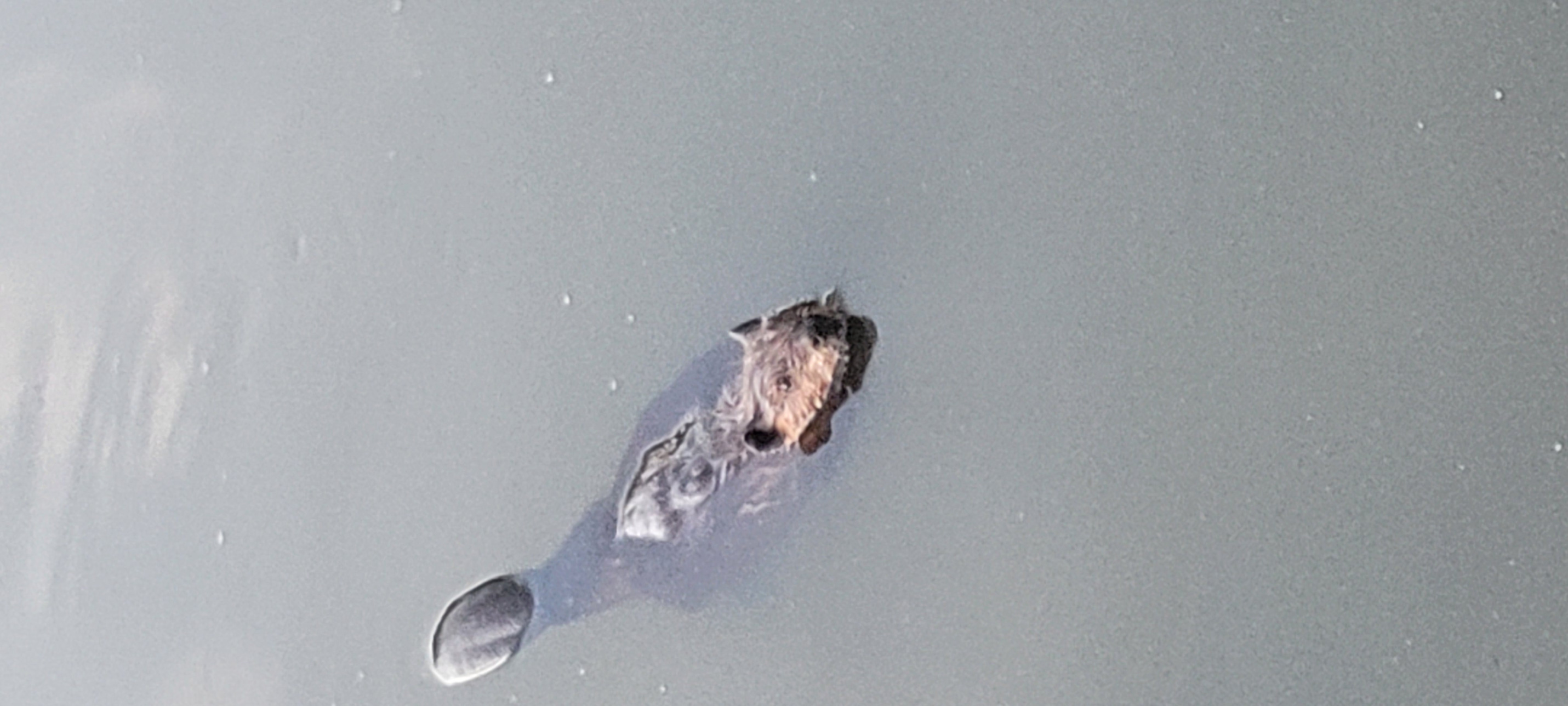 Beaver Blank Meme Template