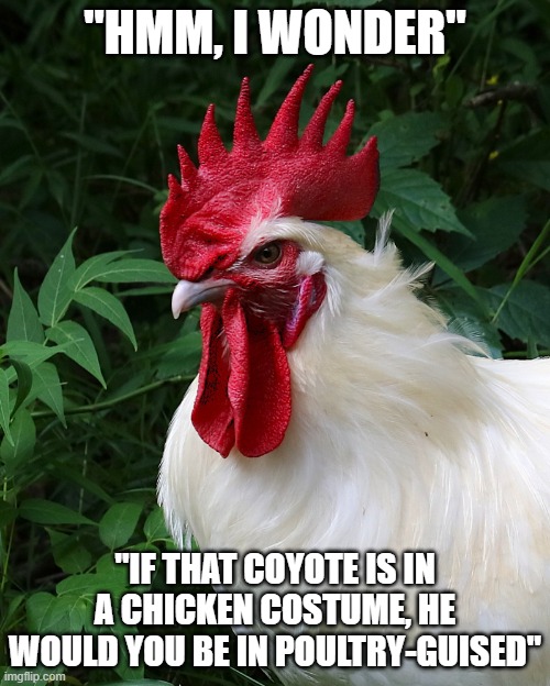 Chicken Thoughts | "HMM, I WONDER"; "IF THAT COYOTE IS IN A CHICKEN COSTUME, HE WOULD YOU BE IN POULTRY-GUISED" | image tagged in chicken thoughts | made w/ Imgflip meme maker