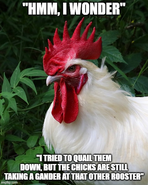 Chicken Thoughts | "HMM, I WONDER"; "I TRIED TO QUAIL THEM DOWN, BUT THE CHICKS ARE STILL TAKING A GANDER AT THAT OTHER ROOSTER" | image tagged in chicken thoughts | made w/ Imgflip meme maker