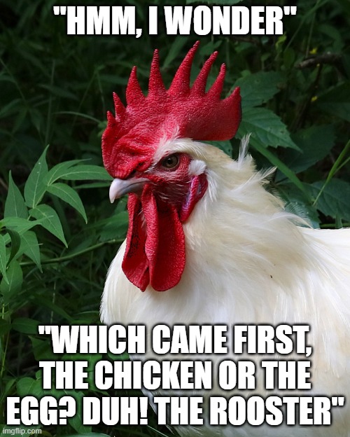 Chicken Thoughts | "HMM, I WONDER"; "WHICH CAME FIRST, THE CHICKEN OR THE EGG? DUH! THE ROOSTER" | image tagged in chicken thoughts | made w/ Imgflip meme maker