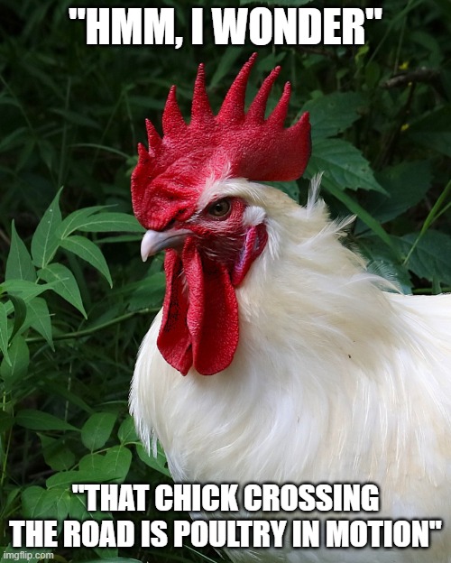 Chicken Thoughts | "HMM, I WONDER"; "THAT CHICK CROSSING THE ROAD IS POULTRY IN MOTION" | image tagged in chicken thoughts | made w/ Imgflip meme maker