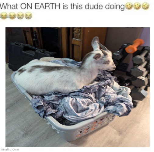 image tagged in goat | made w/ Imgflip meme maker