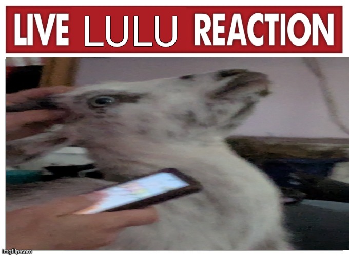 Live reaction | LULU | image tagged in live reaction | made w/ Imgflip meme maker