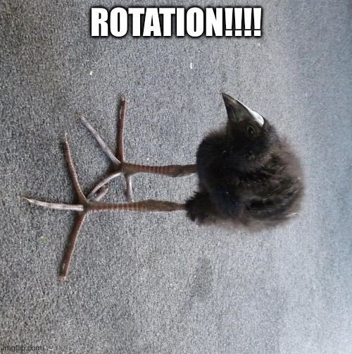 Another Pukeko meme | ROTATION!!!! | image tagged in pukeko chick | made w/ Imgflip meme maker