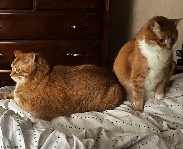 two of my cats: Monty and Oscar :3 | made w/ Imgflip meme maker
