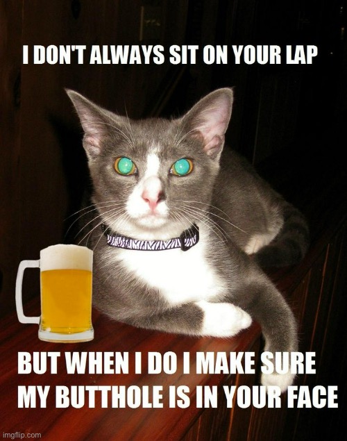 Butthole In Face | image tagged in funny cats,cats,butt,butthole in face,fun,rude | made w/ Imgflip meme maker