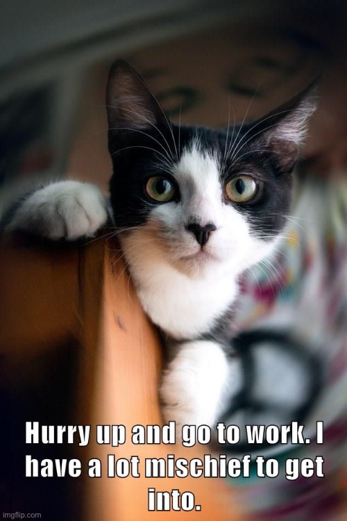 Mischievous Plans | image tagged in cats,funny cats,mischief,making plans,work,hurry up | made w/ Imgflip meme maker