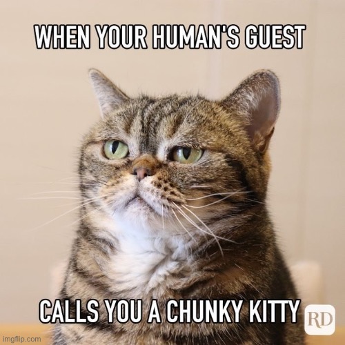 Chunky Kitty | image tagged in cats,fat ass,fat cat,chonk,funny cat memes,facial expressions | made w/ Imgflip meme maker