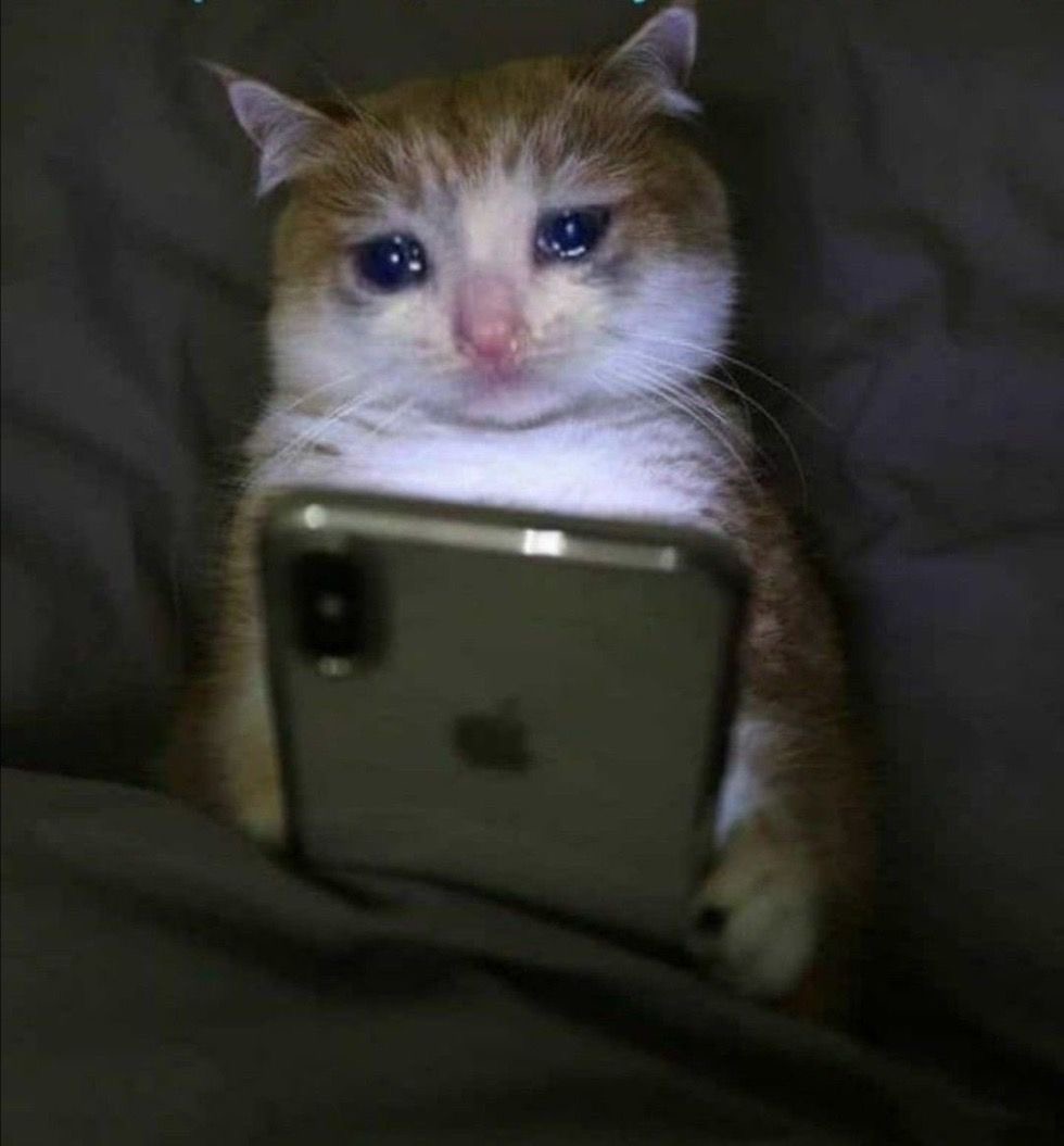 Sad kitty Blank Meme Template