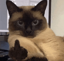 Look at my pissed-off cat! Blank Meme Template
