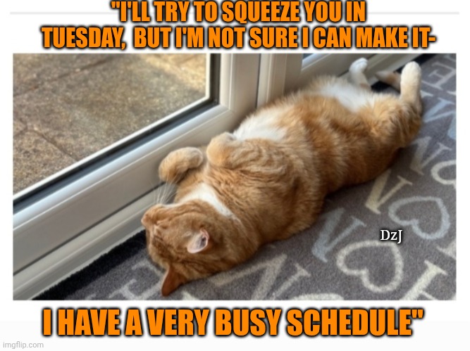 Charles is busy | "I'LL TRY TO SQUEEZE YOU IN TUESDAY,  BUT I'M NOT SURE I CAN MAKE IT-; DzJ; I HAVE A VERY BUSY SCHEDULE" | image tagged in cute cat,busy,sleeping | made w/ Imgflip meme maker
