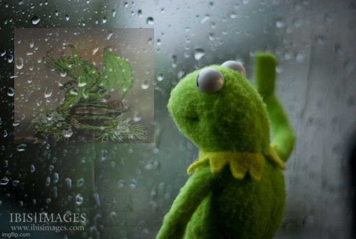 Sad | image tagged in kermit window,asparagus dragon,berry dragon,blackberry dragon | made w/ Imgflip meme maker