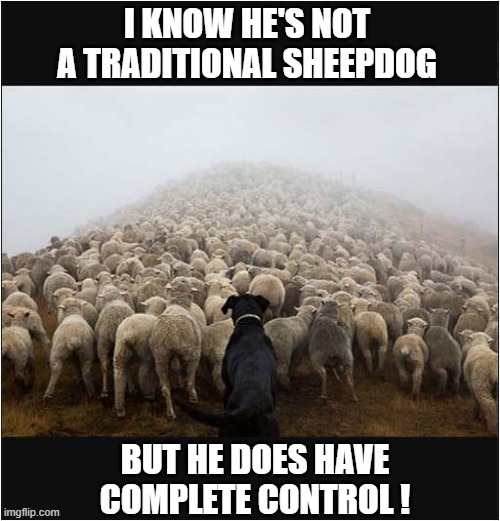 Amazing Working Dogs | I KNOW HE'S NOT A TRADITIONAL SHEEPDOG; BUT HE DOES HAVE COMPLETE CONTROL ! | image tagged in dogs,working,sheep | made w/ Imgflip meme maker