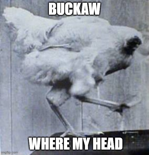 Mike the Headless Chicken | BUCKAW; WHERE MY HEAD | image tagged in mike the headless chicken | made w/ Imgflip meme maker