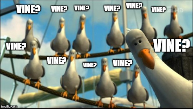 Seagulls Vine? | VINE? VINE? VINE? VINE? VINE? VINE? VINE? VINE? VINE? VINE? VINE? | image tagged in nemo seagulls mine | made w/ Imgflip meme maker