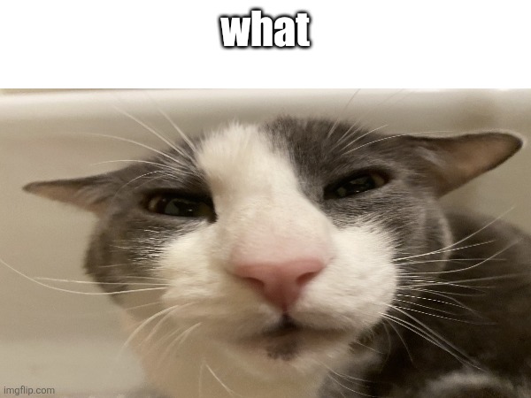 what cat | what | image tagged in cat,confused,loading cat,cats,funny cat | made w/ Imgflip meme maker