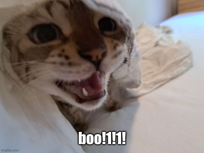 jumpscare cat | boo!1!1! | image tagged in jumpscare,cat,cats,funny cats,funny cat memes,funny cat | made w/ Imgflip meme maker
