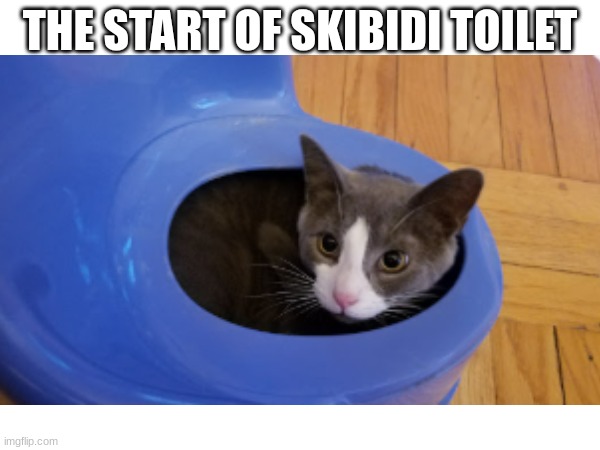 skibidi cat | THE START OF SKIBIDI TOILET | image tagged in cat | made w/ Imgflip meme maker