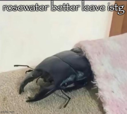 beetle | rosewater better leave istg | image tagged in beetle | made w/ Imgflip meme maker
