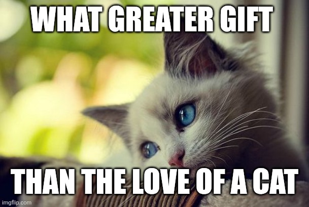 Love Cat | WHAT GREATER GIFT; THAN THE LOVE OF A CAT | image tagged in memes,first world problems cat | made w/ Imgflip meme maker