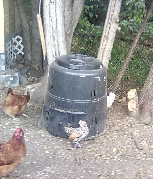 Chickn | made w/ Imgflip meme maker