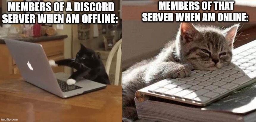 My discord be like | MEMBERS OF THAT SERVER WHEN AM ONLINE:; MEMBERS OF A DISCORD SERVER WHEN AM OFFLINE: | image tagged in typing kitty,tired cat,cat,memes,discord | made w/ Imgflip meme maker