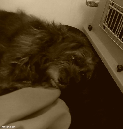 this fellow so foolish | made w/ Imgflip meme maker