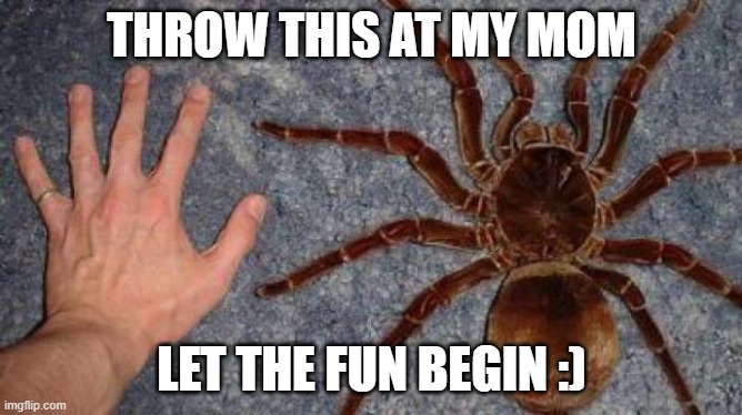 BIG spuder | THROW THIS AT MY MOM; LET THE FUN BEGIN :) | image tagged in big spiders | made w/ Imgflip meme maker