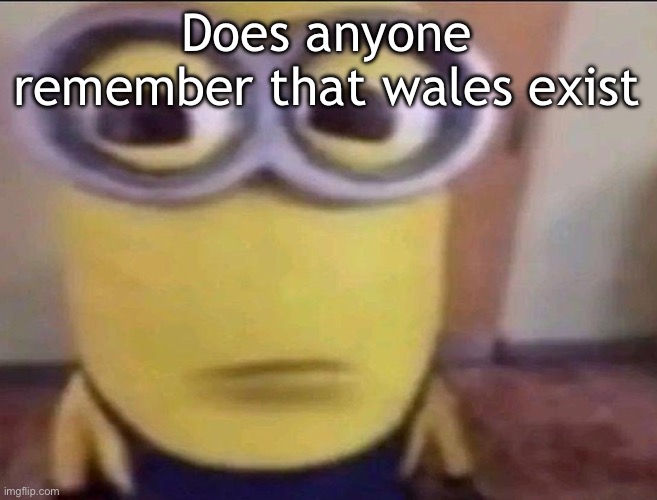 Minion Stare | Does anyone remember that wales exist | image tagged in minion stare | made w/ Imgflip meme maker