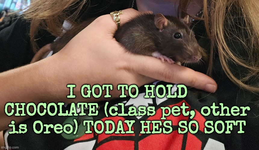 I GOT TO HOLD CHOCOLATE (class pet, other is Oreo) TODAY HES SO SOFT | made w/ Imgflip meme maker