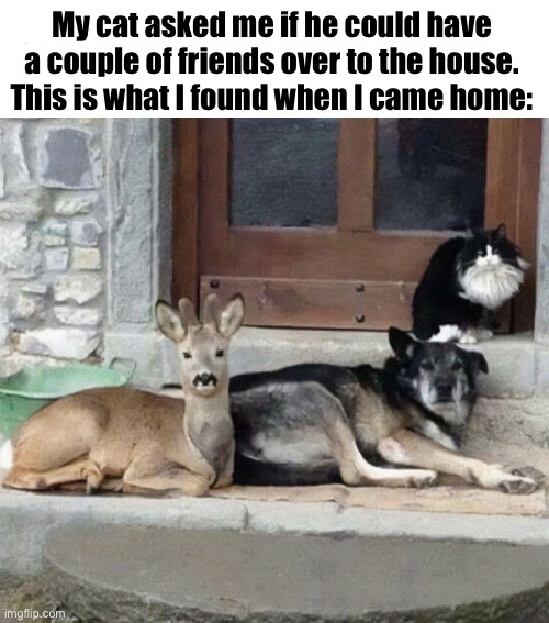 Yes, my cat can talk… | My cat asked me if he could have a couple of friends over to the house. This is what I found when I came home: | image tagged in cats,friends,dog,deer,surprise | made w/ Imgflip meme maker