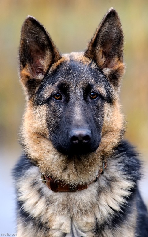 German Shepherd | image tagged in german shepherd | made w/ Imgflip meme maker